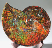 Canadian Ammolite