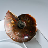 Natural Ammonite Fossil #280