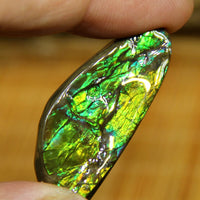 Freeform Natural Ammolite Loose Gemstone #A323