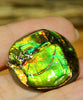 Freeform Natural Ammolite Loose Gemstone #A230