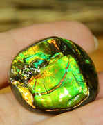 Freeform Natural Ammolite Loose Gemstone #A230