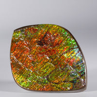 Polished Ammolite Display Stone #893