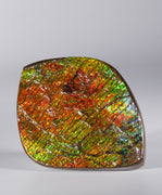 Polished Ammolite Display Stone #893