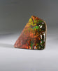 Top Grade Ammolite Display Stone #896