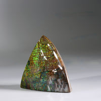 Top Grade Ammolite Display Stone #886