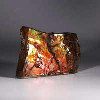 Polished Ammolite Display Stone #897