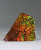 Top Grade Ammolite Display Stone #896