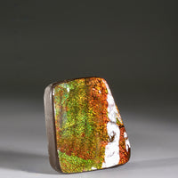 Top Grade Ammolite Display Stone #891