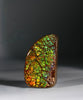 Top Grade Ammolite Display Stone #A606