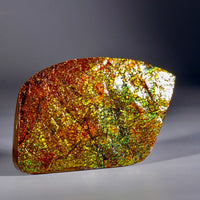 Polished Ammolite Display Stone #567