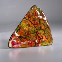 Top Grade Ammolite Display Stone #885