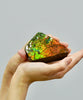 Top Grade Ammolite Display Stone #896