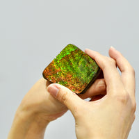 Top Grade Ammolite Display Stone #891