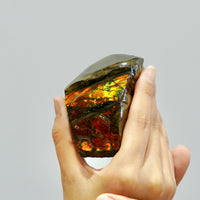 Polished Ammolite Stone #811