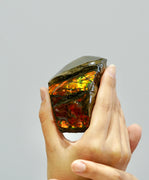 Polished Ammolite Stone #811