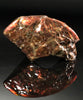 Polished Ammolite Stone #2543