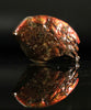 Polished Ammolite Stone #2543