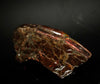 Polished Ammolite Stone #2543