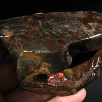 Polished Ammolite Stone #2549