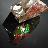 Polished Ammolite Stone #2549