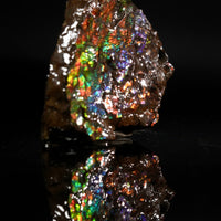 Polished Ammolite Stone #2552