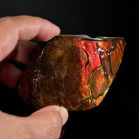 Polished Ammolite Stone #2556