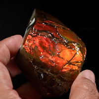 Polished Ammolite Stone #2556