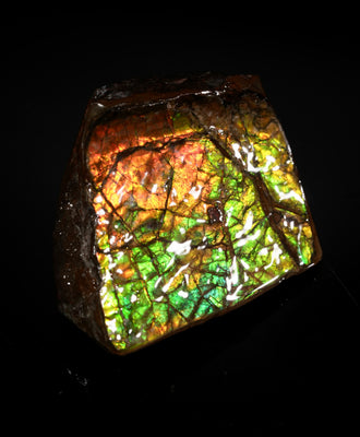 Polished Ammolite Stone #2550