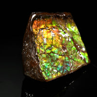 Polished Ammolite Stone #2550