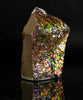 Polished Ammolite Stone #2555