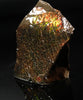 Polished Ammolite Stone #2555