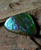 Freeform Natural Ammolite Loose Gemstone #A231