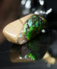 Freeform Natural Ammolite Loose Gemstone #A252