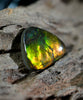 Freeform Natural Ammolite Loose Gemstone #A408