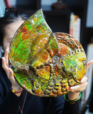 12.5“ Canadian Ammonite Full Fossil #275