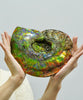 9.5 Inch Genuine Canadian Ammonite Full Fossil #928