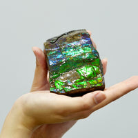 Ammolite Hand Sample Stone #605