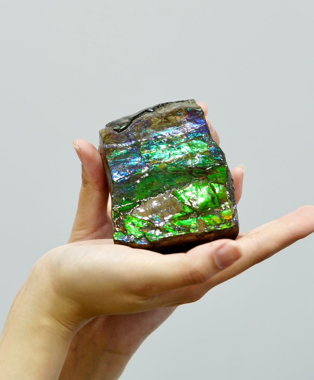 Ammolite Hand Sample Stone #605