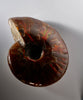 Natural Ammonite Fossil #280