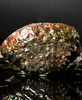 Polished Ammolite Stone #2540