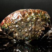 Polished Ammolite Stone #2540