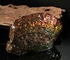 Polished Ammolite Stone #2540