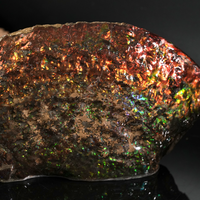 Polished Ammolite Stone #2540