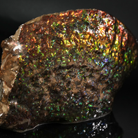 Polished Ammolite Stone #2540