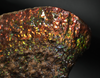 Polished Ammolite Stone #2540