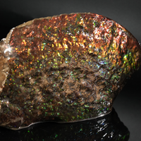 Polished Ammolite Stone #2540