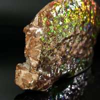 Polished Ammolite Stone #2540