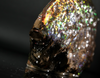 Polished Ammolite Stone #2540