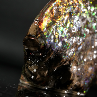 Polished Ammolite Stone #2540