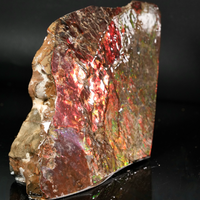 Polished Ammolite Stone #2542